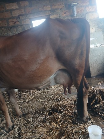 ગીર ગાય