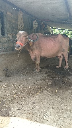 ભેંશ વેચવાની છે