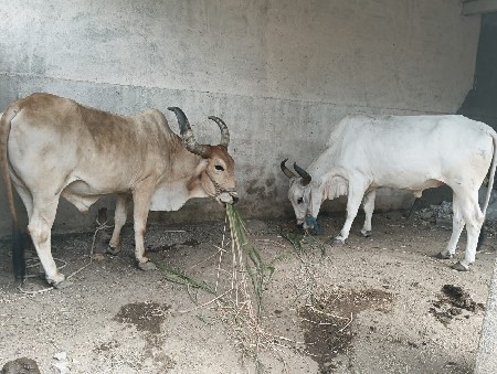 3 ધર ના