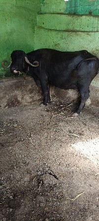 બીજું વેતર ગાભણી છે