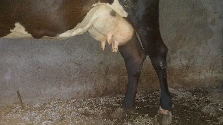 🐄‌આ જર્સી ગાય વેચવાની છે