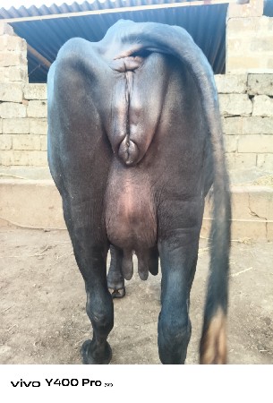 ખડેલી