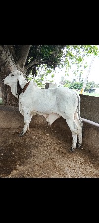 Bull