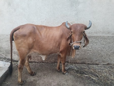 ગાય વેચવાની છે