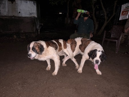 ચેન બનાડ ડોગ મિટિંગ માટે