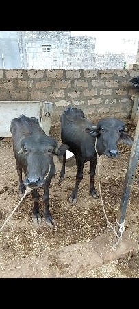 ચાર પાડ્યું વેચવા ન્યુ છે