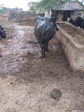 બે ભેંસ વેચવાની છે