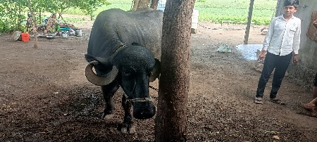 વેચવાની છે