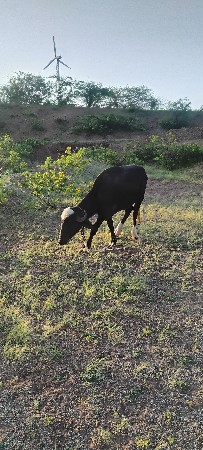 પાડી વેચવાની છે.