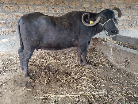 ભેસ વેચવાની છે