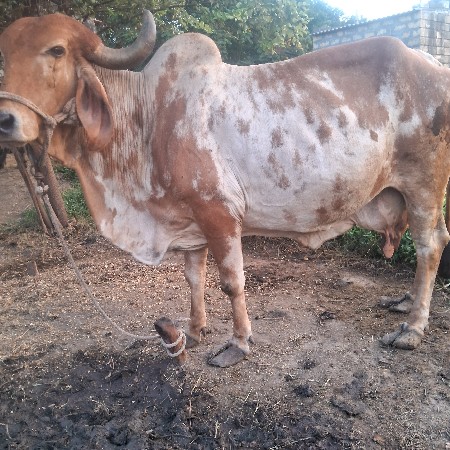 ગાય