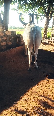 ઓવો બળદ લેવાનો છે