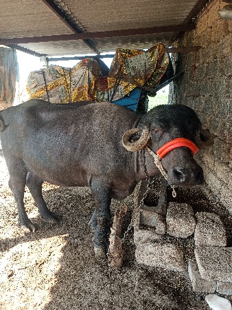 ભેંસ વેચવાની છે