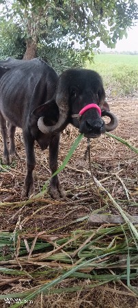 2 ખડેલા