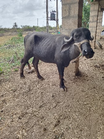 પાડી વેસવાની છે