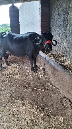ભેંશ