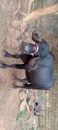 આ ખડેલી વેચવાની છે