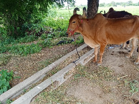 બળદ વેશવાના છે