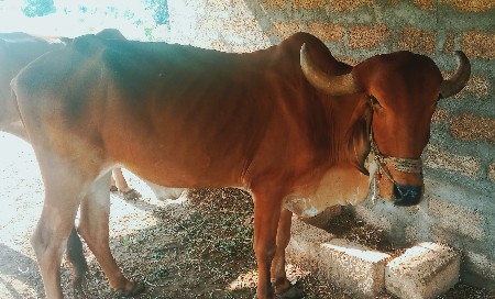આ ગોઢલા વેચવા ના છે.