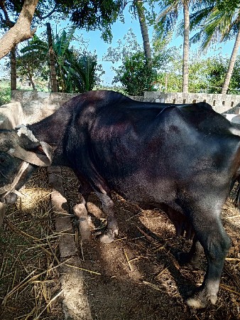 ભેંસ વેચવાની છે