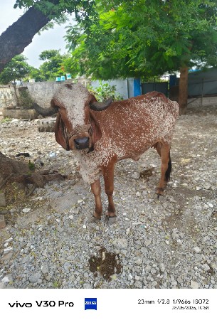 ગાય વહેંચવાની સે