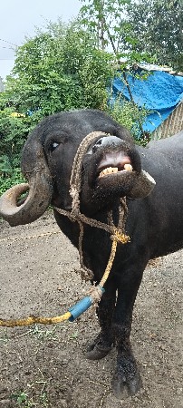 pado