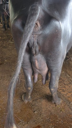 ભેંસ વેચવાની છે