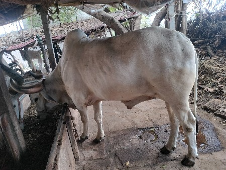 બળદ
