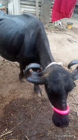 3 વેતર ભેંસ વિયાની છે