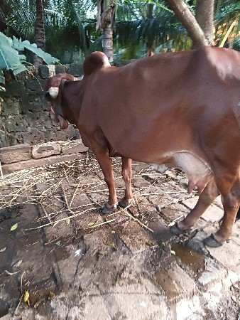 ગાય વેચવાની છે ત્રીજું વેતર