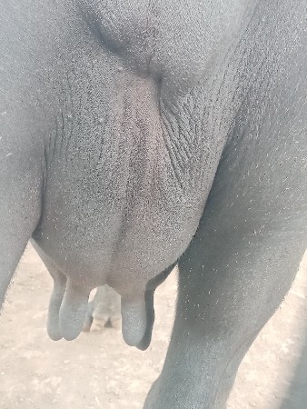 ભેસવેચવાનીછે