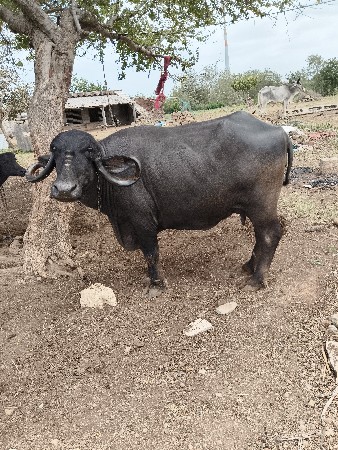 ભેંસ વેચવાની છે