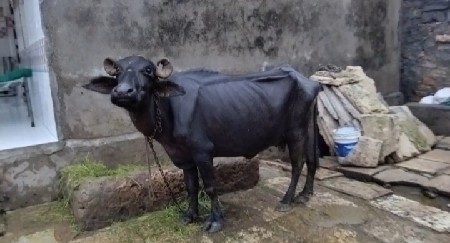 ભેસ વેચવાની છે....