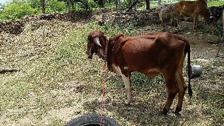 2 ગીર વાસડી વેચવાની છે