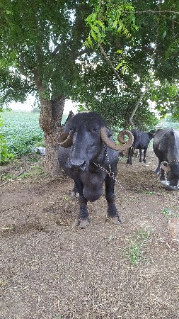 ભેસ