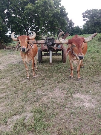 બરધ અને ગાડુ