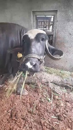 બીજા વેતનની ખડેલી વેચવાની છે