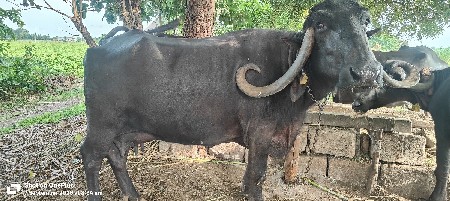 વેચવાની
૭ લીટર દુધ