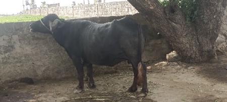ભેંસ વેચવાની છે