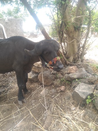 પાડો વેચવાનો છે
