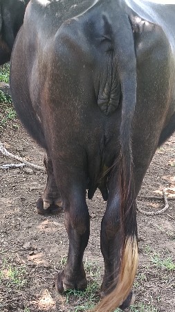 ભેંસ