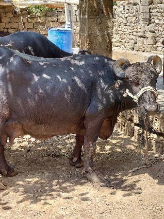 ભેશ