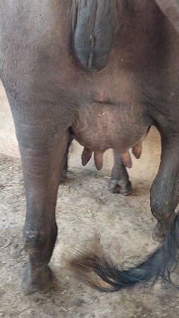 ભેંસ વેચવાની છે