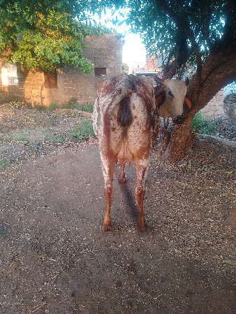 કોસજરસી હોડકીવેચવાનીછે