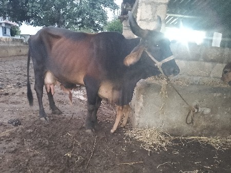 ગાય વેચવાની છે