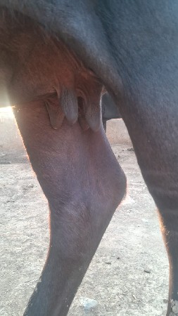 ભેંસ વેચવાની છે