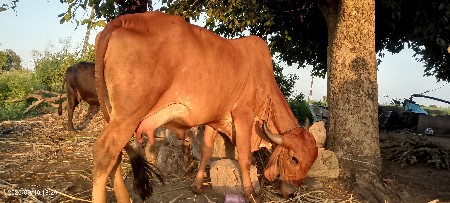 દેશી ગાય વેચવા ની છે પેલૂ વેતર