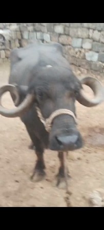 ચોથા વેત્રમાં છે સાવ સોજી છે