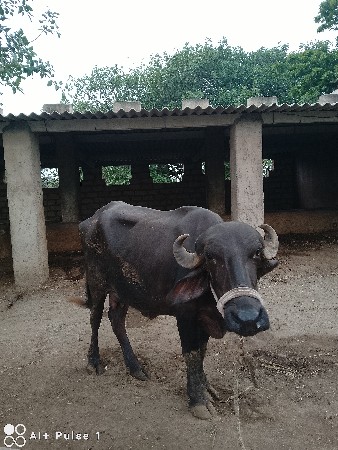 પેલા વેતર ની ભેસ છે