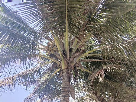 નારિયેળ